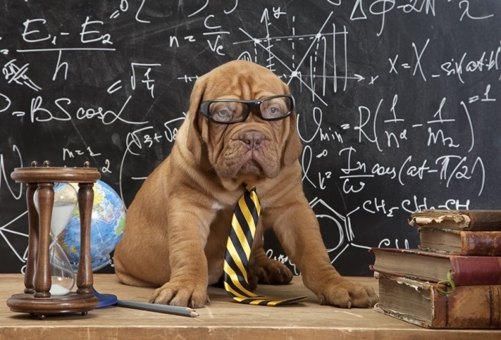 Smart dog with glasses in front of chalkboard with physics equations