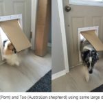 Pomeranian and Australian Shepherd using Freedom Pet Pass energy-efficient insulated large dog door